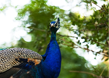 Company 11 - Slide 2